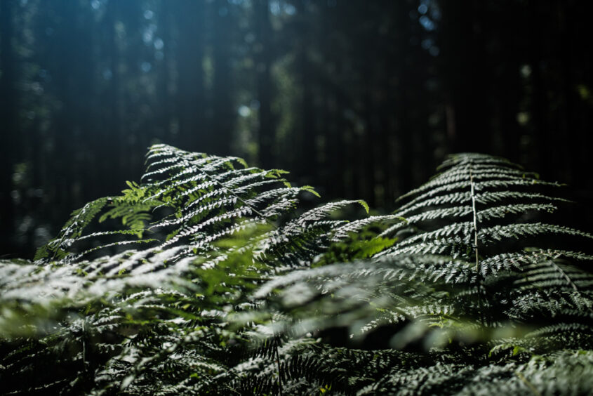 Naturfotografie in Syke: Ein tiefer Blick in einen dichten, grünen Nadelwald mit Farnen am Waldboden im natürlichen Licht.